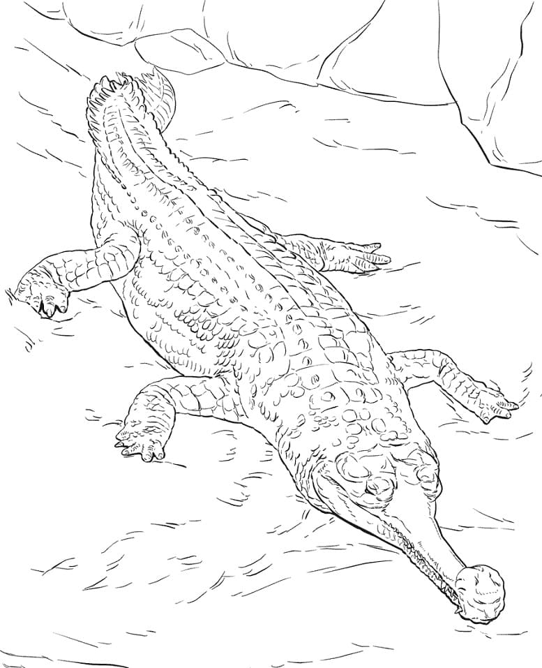 Coloriage gavial du gange réaliste à imprimer