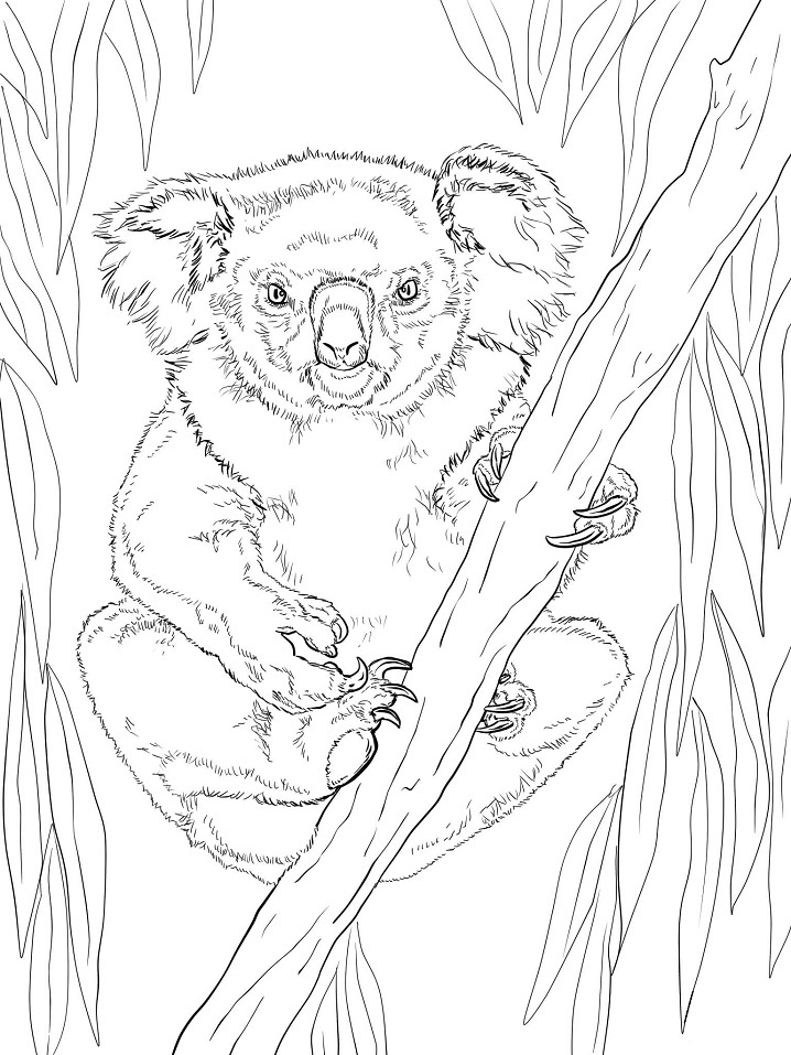 Coloriage koala sur une branche 3