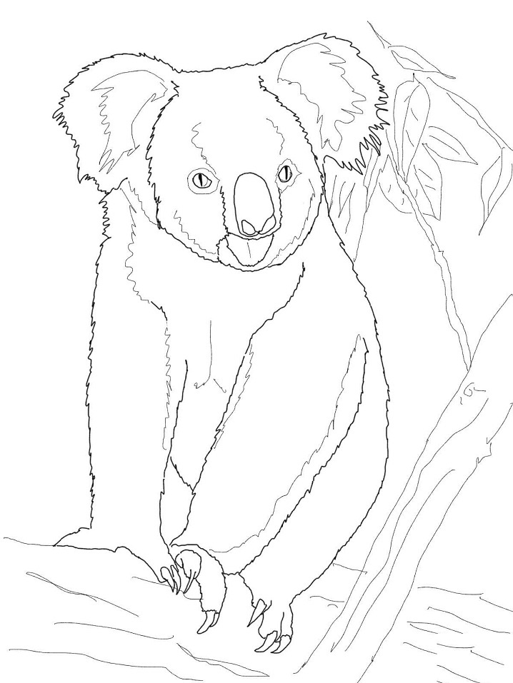 Coloriage koala sur une branche 4