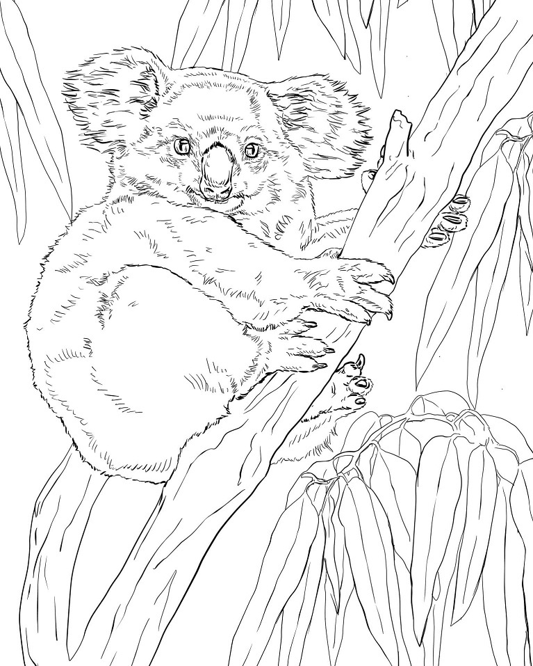 Coloriage koala sur une branche 5