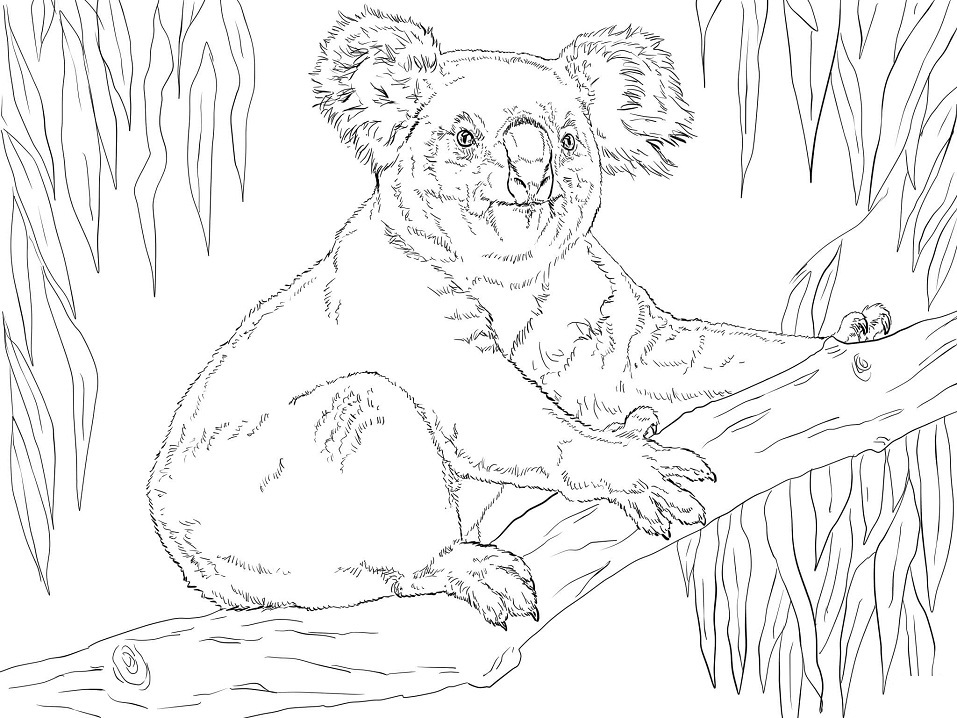 Coloriage koala sur une branche 6