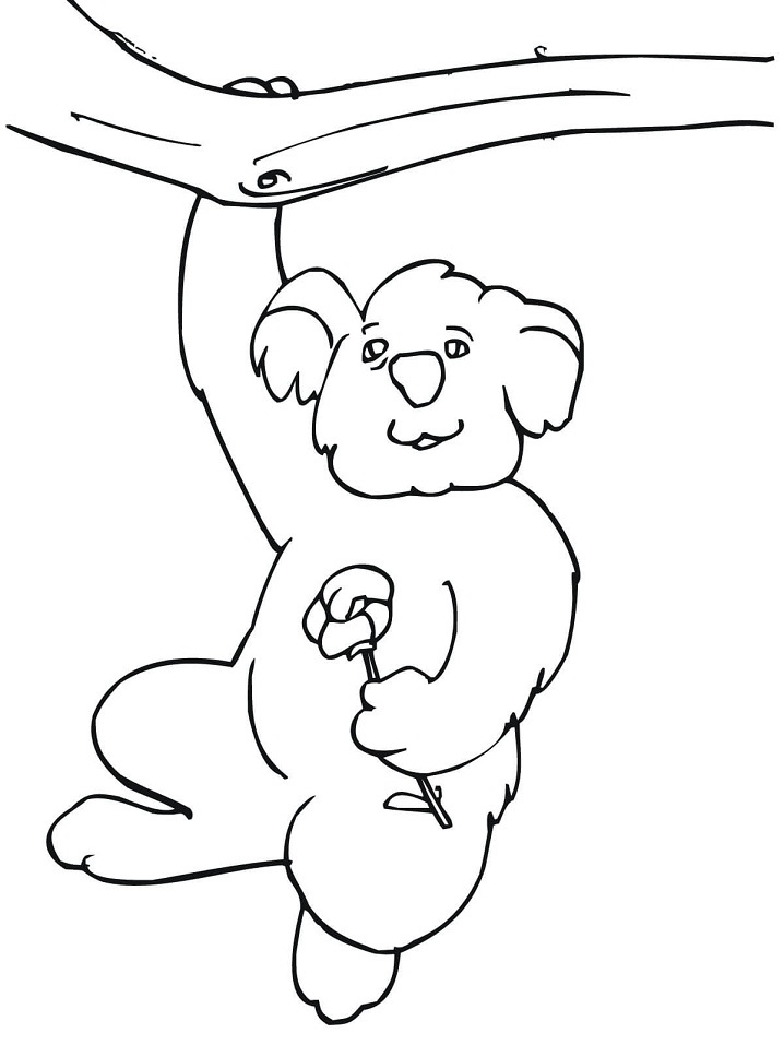 Coloriage koala sur une branche