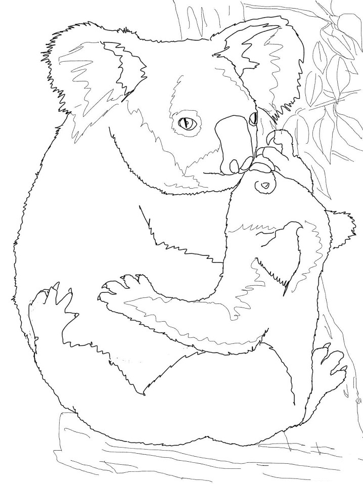 Coloriage les koalas 1