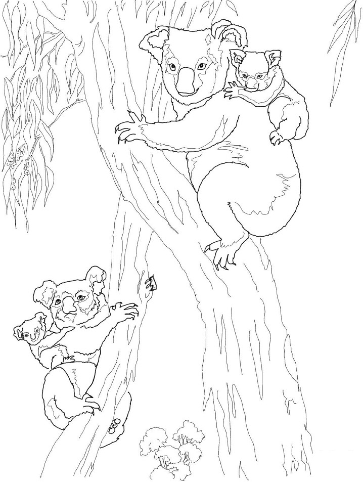 Coloriage les koalas 3