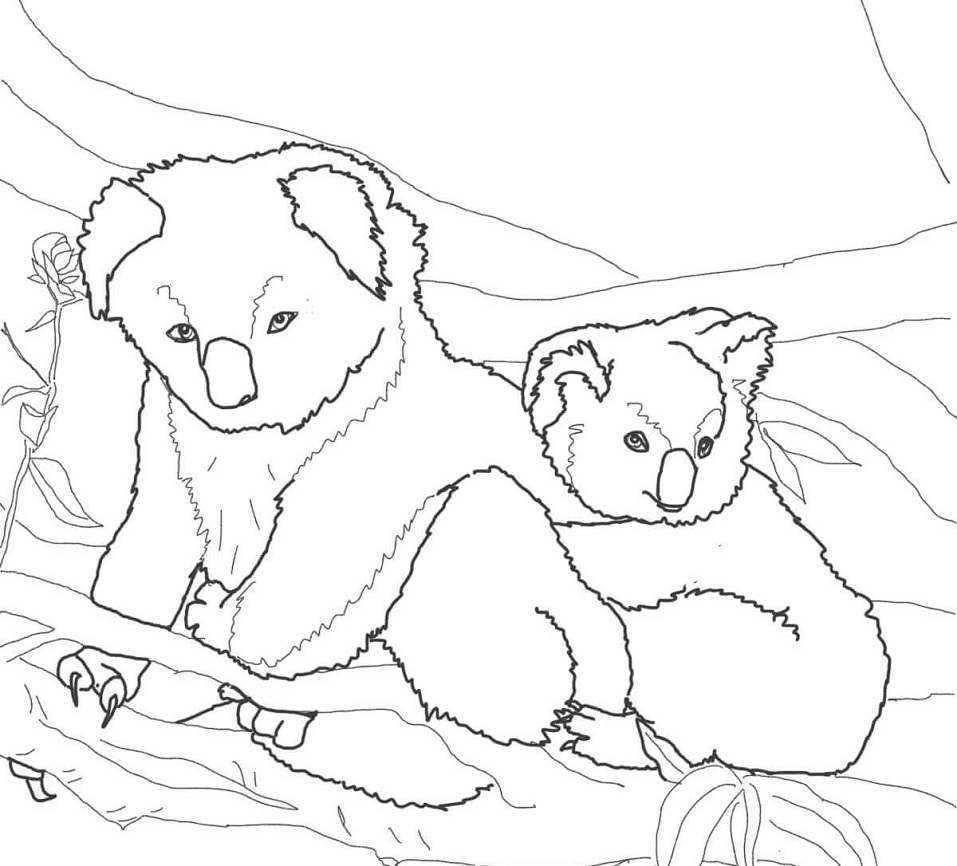 Coloriage les koalas