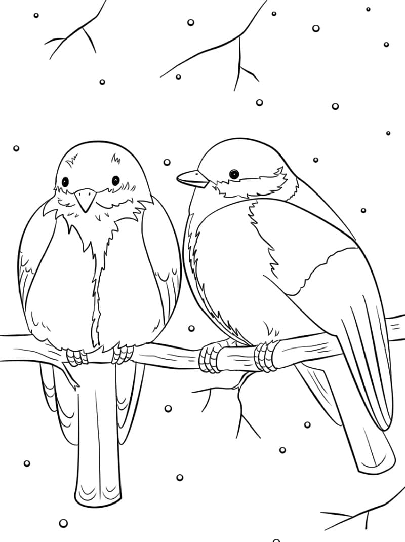 Coloriage oiseaux d'hiver
