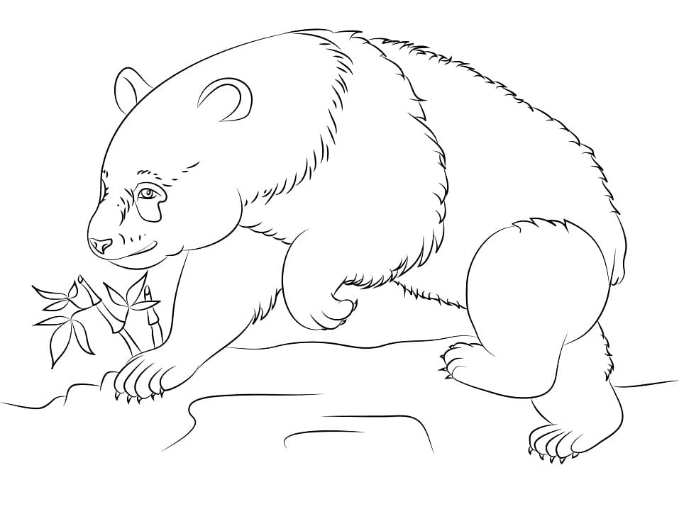 Coloriage ours panda