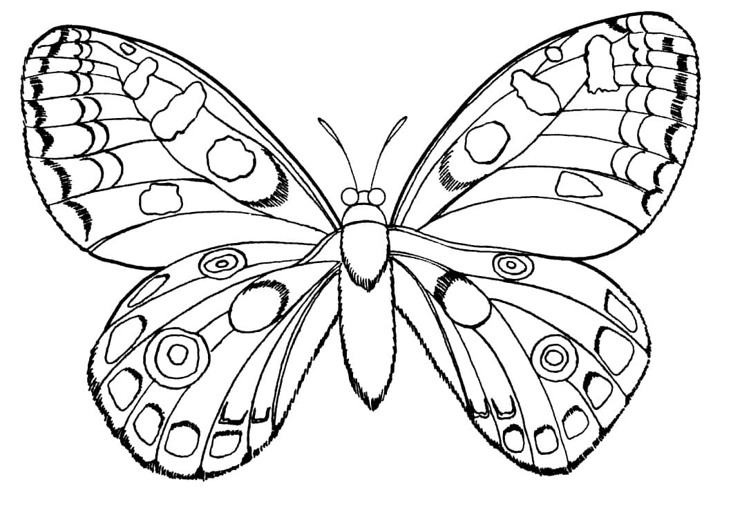 Coloriage papillon normal à imprimer
