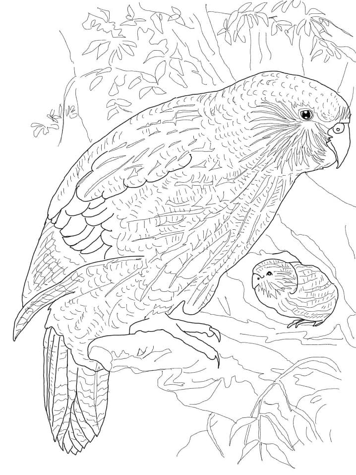 Coloriage perroquet-hibou à imprimer