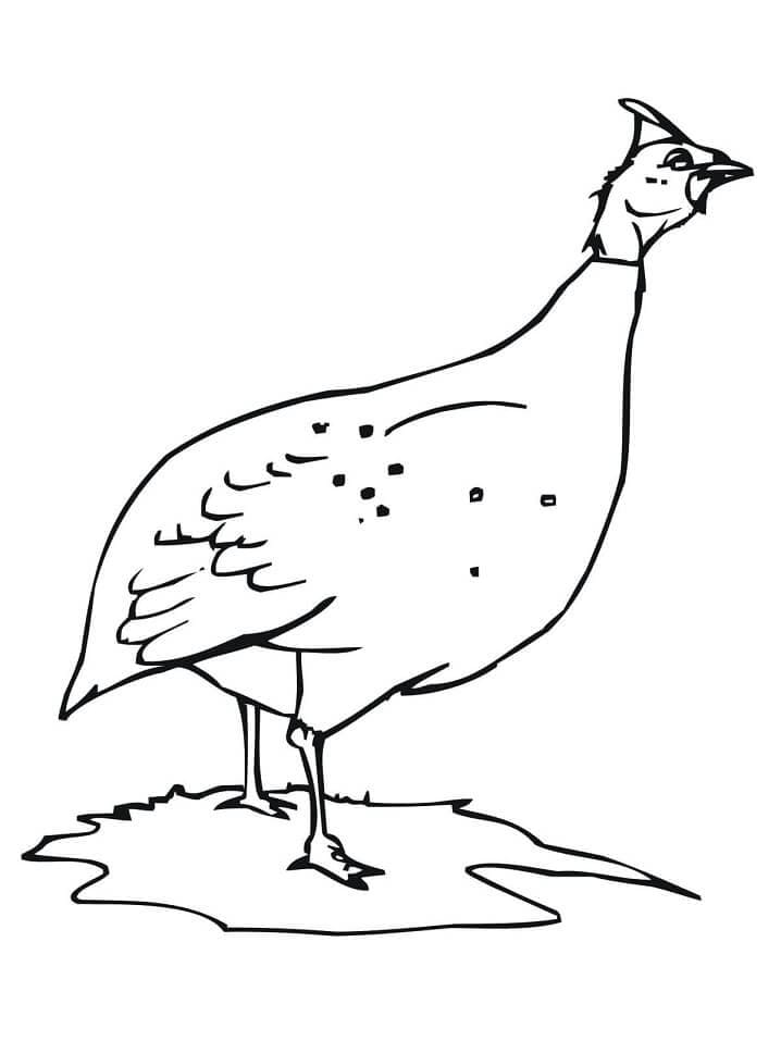 Coloriage poule 1