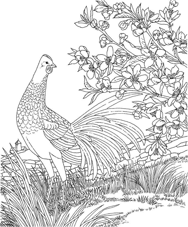 Coloriage poule bleue à imprimer