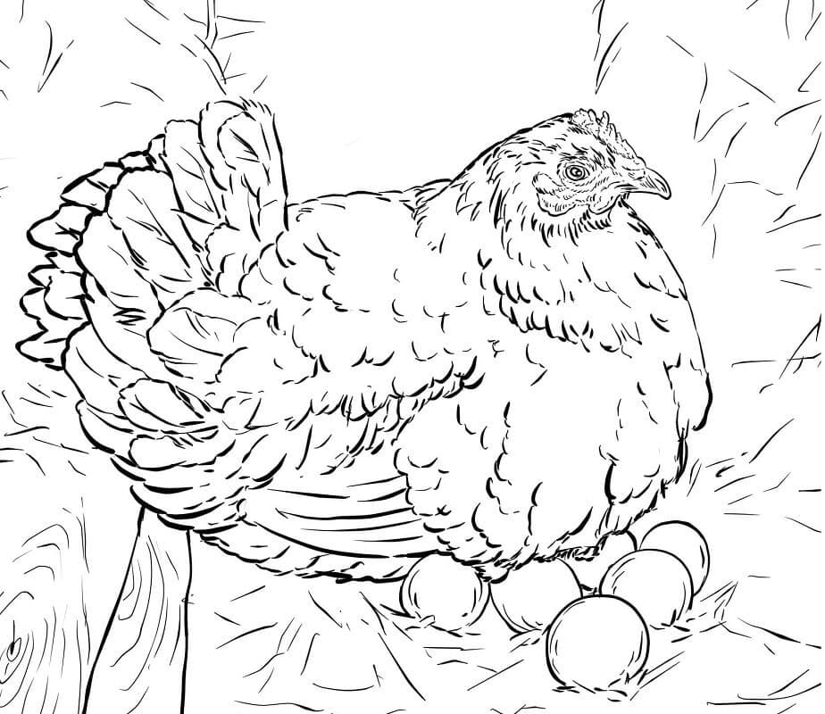 Coloriage poule et oeufs 1