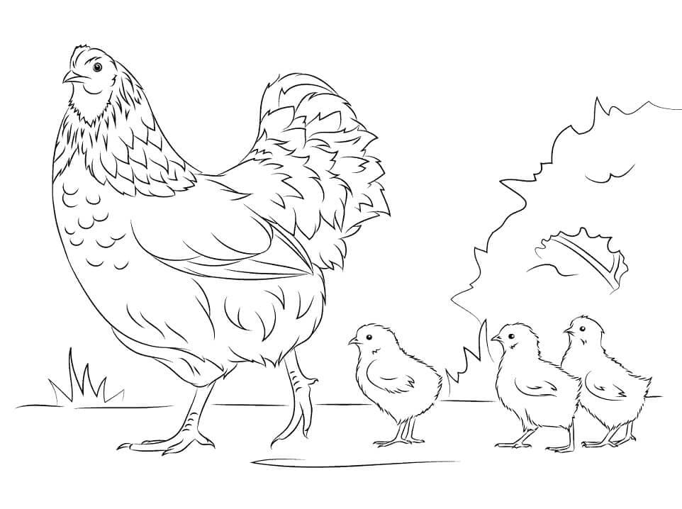 Coloriage poule et poussins 1