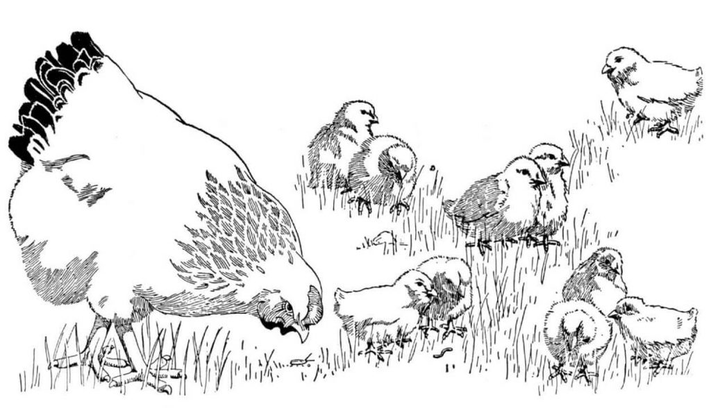 Coloriage poule et poussins à imprimer