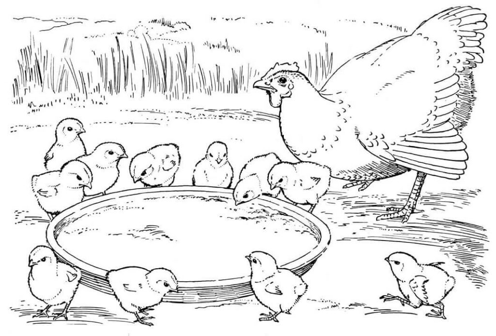 Coloriage poule et poussins 4 à imprimer