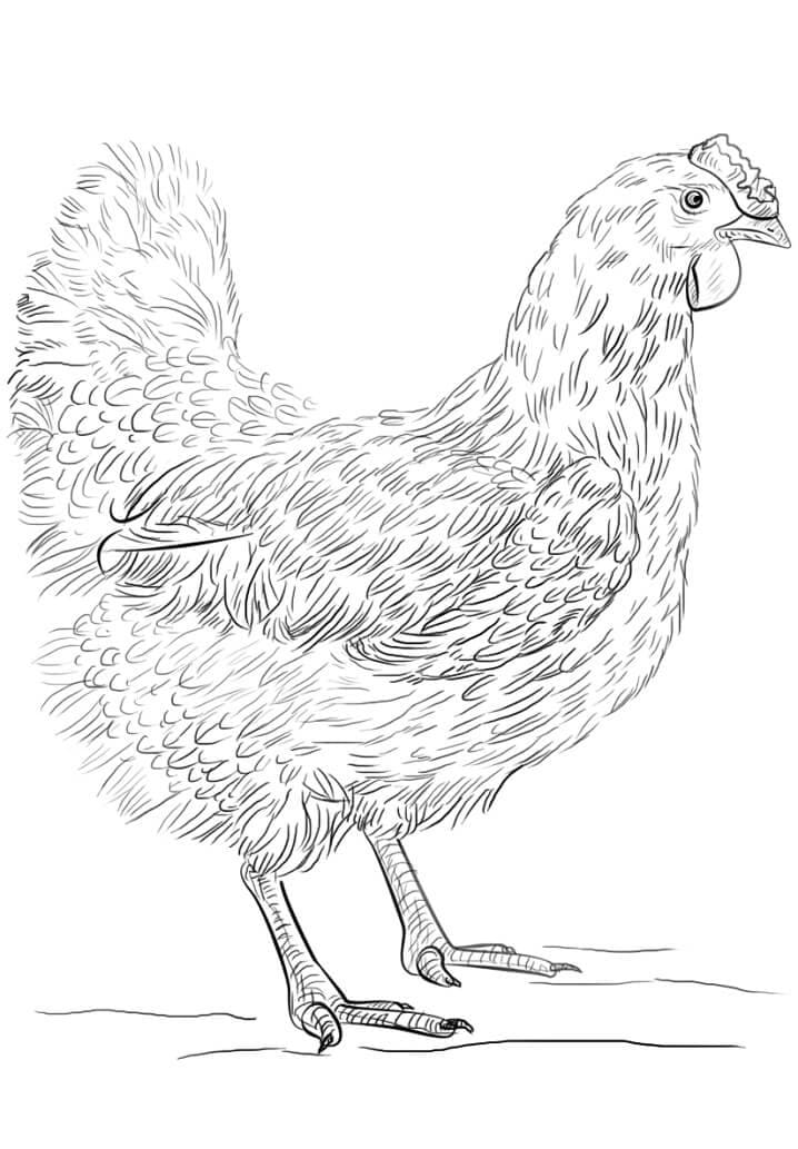 Coloriage poule réaliste