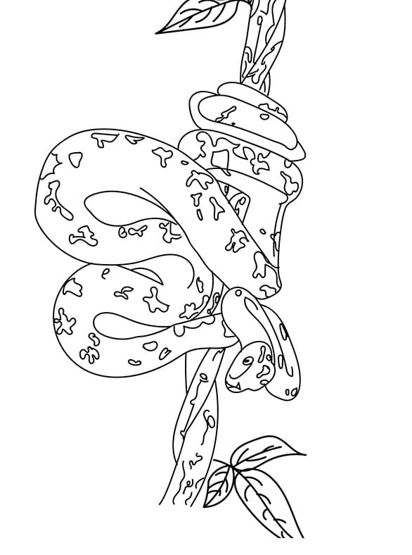 Coloriage serpent sur une branche
