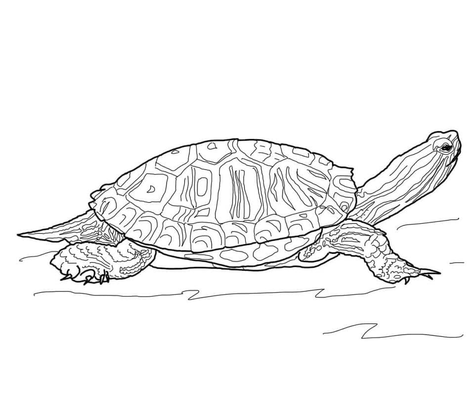 Coloriage tortue de floride 1 à imprimer