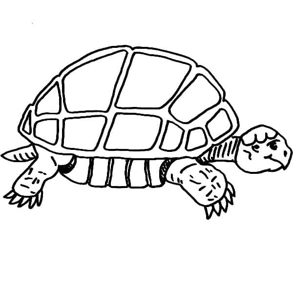 Coloriage tortue lente à imprimer