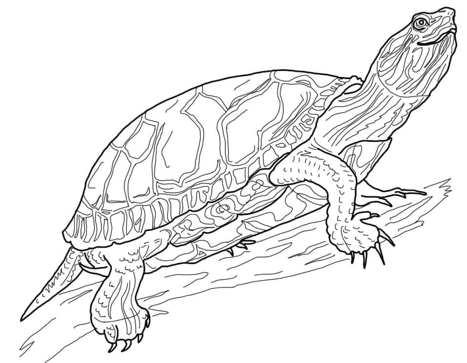 Coloriage tortue peinte à imprimer