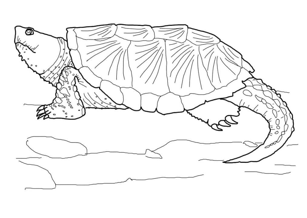 Coloriage tortue serpentine 1