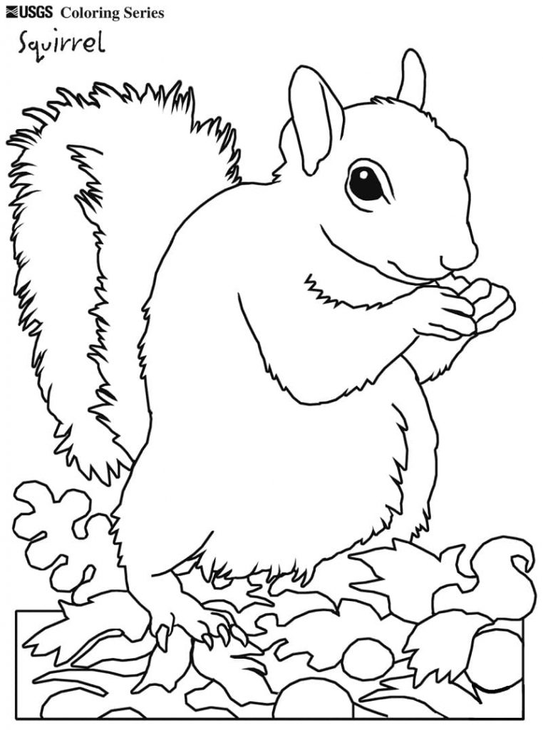 Coloriage un écureuil à imprimer