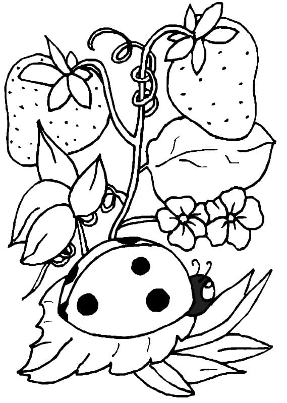 Coloriage une coccinelle avec des fraises à imprimer