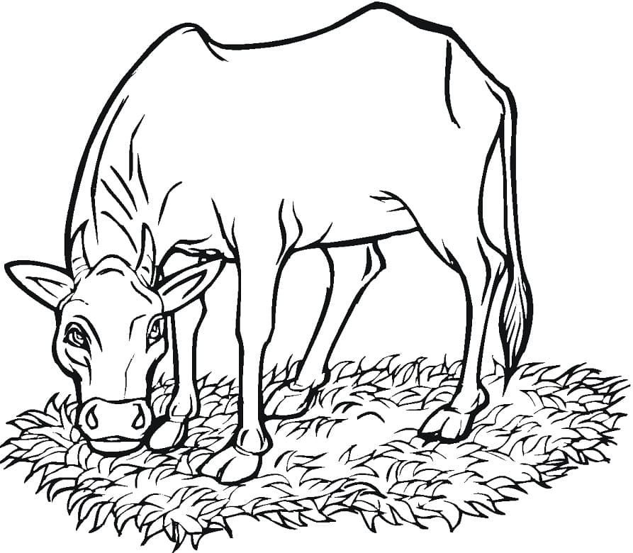 Coloriage une vache 1