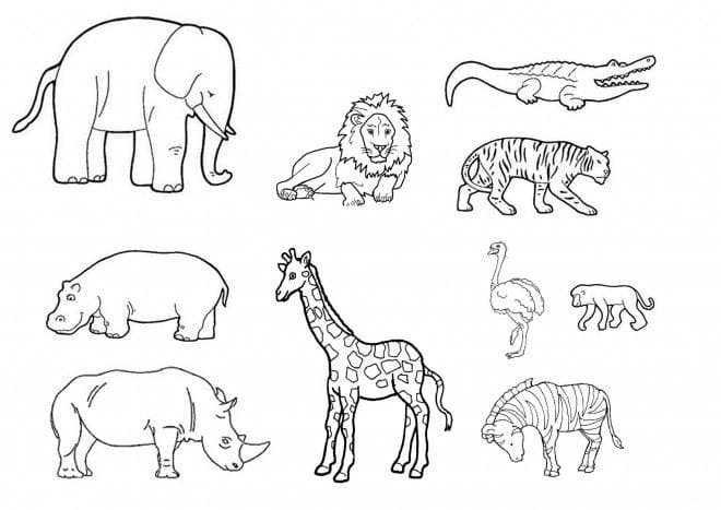 Coloriage animaux sauvages 2