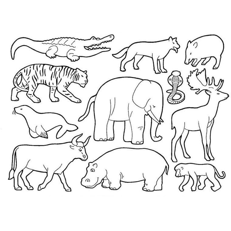 Coloriage animaux sauvages 3