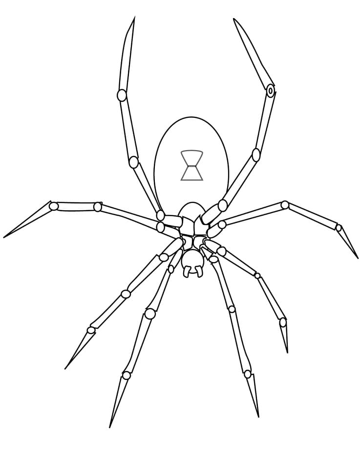 Coloriage araignée 1
