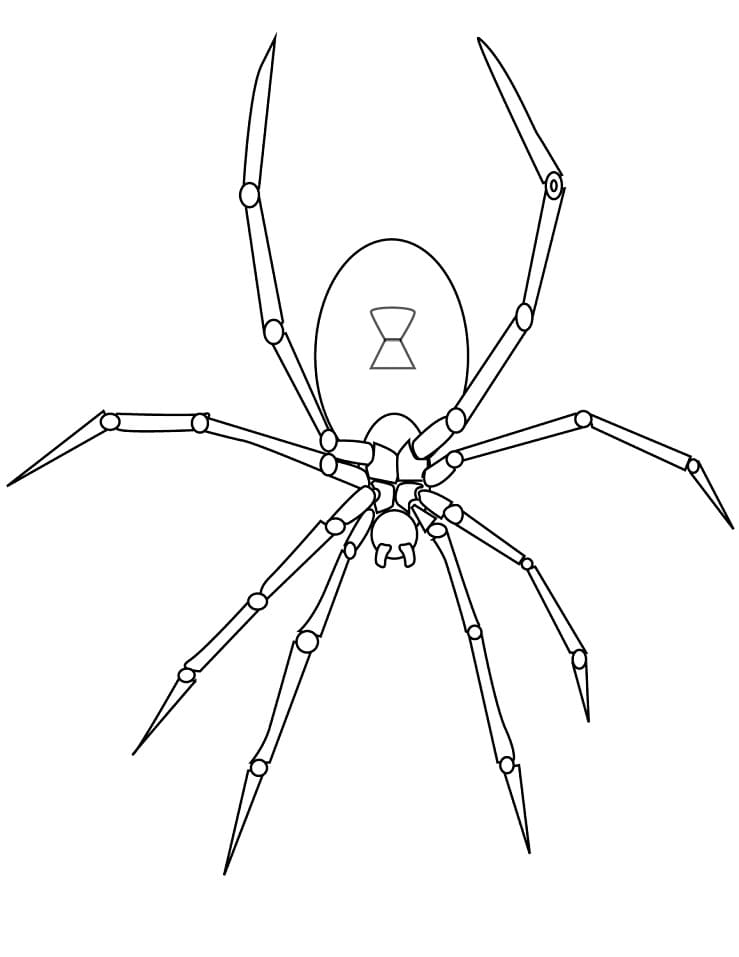 Coloriage araignée 1 à imprimer