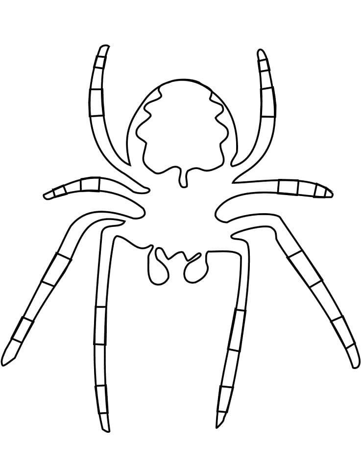 Coloriage araignée 2