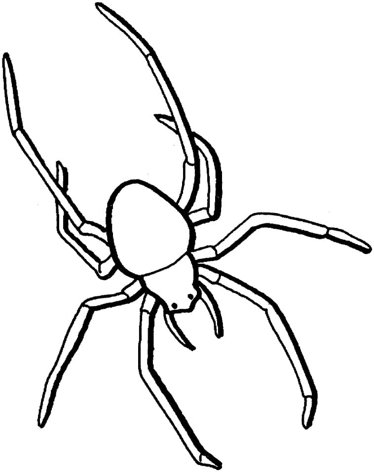 Coloriage araignée 5