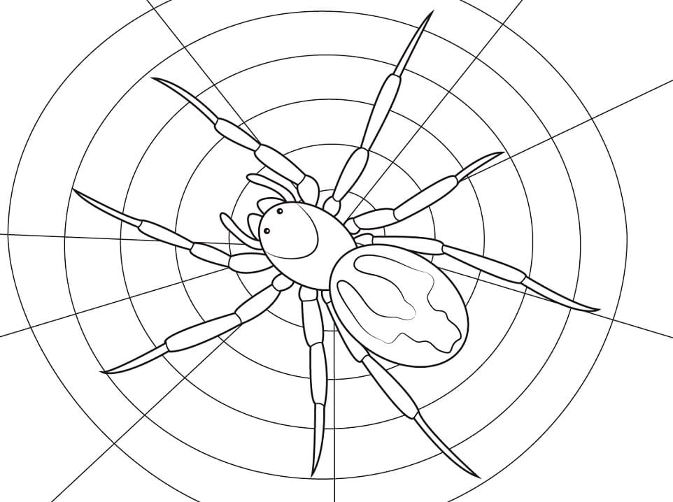 Coloriage araignée sur toile d'araignée 3