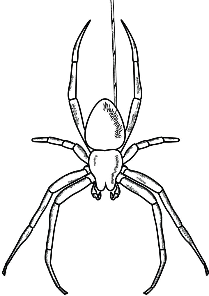 Coloriage Araignée à imprimer