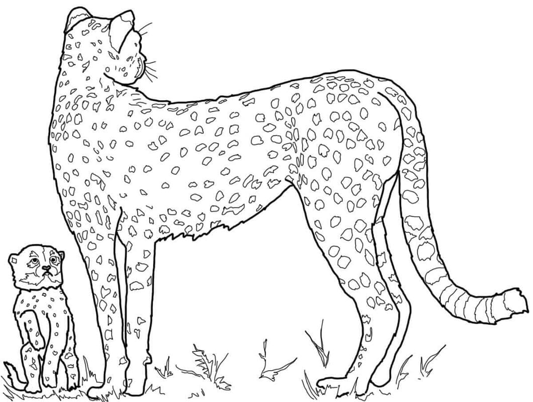 Coloriage bébé guépard et sa mère