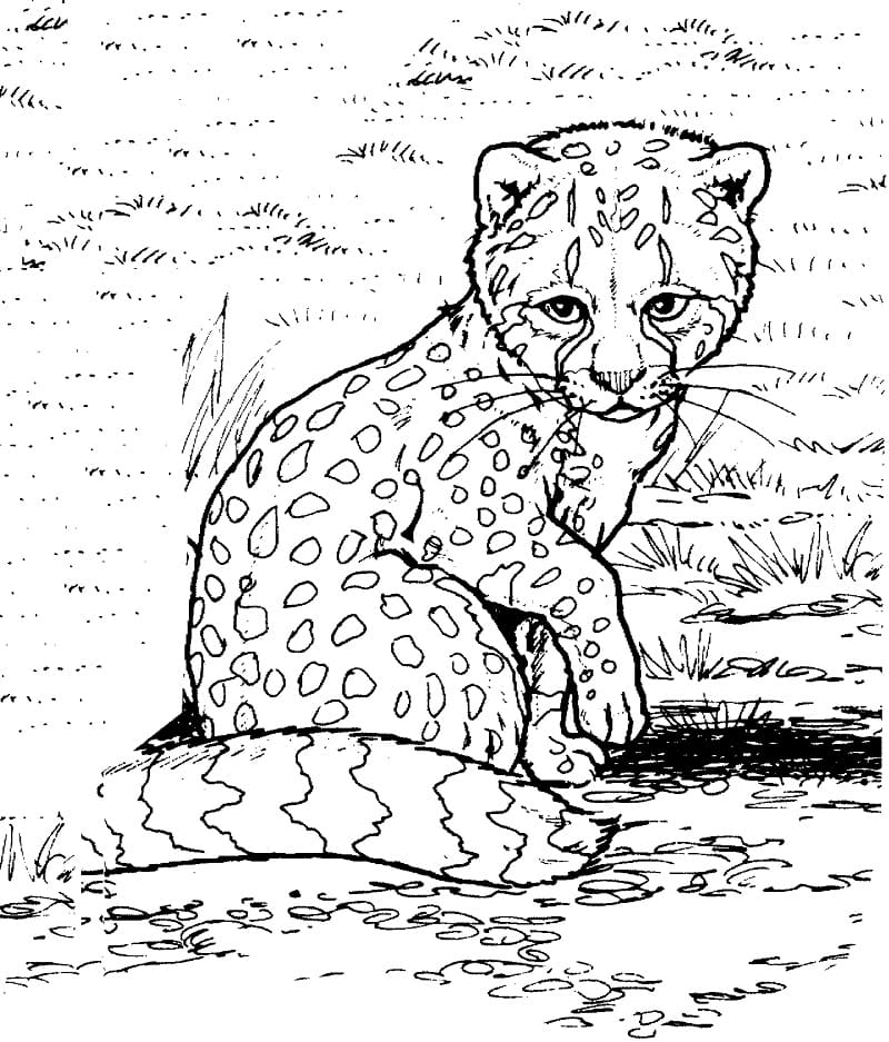 Coloriage bébé guépard