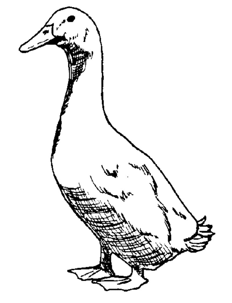 Coloriage canard debout