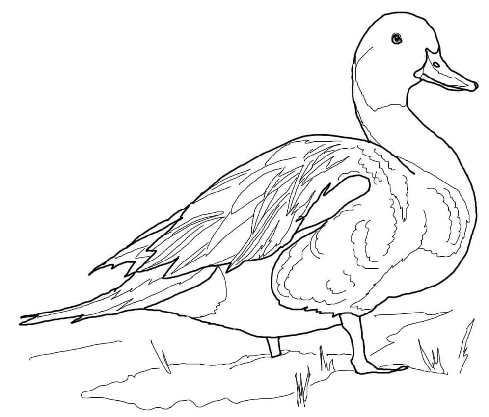 Coloriage canard marchant