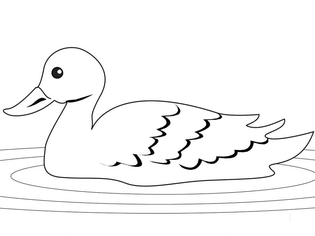 Coloriage canard nageant à imprimer