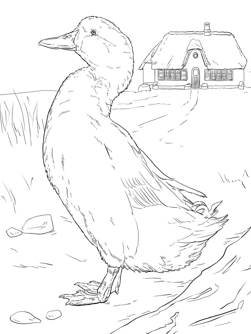 Coloriage canard normal