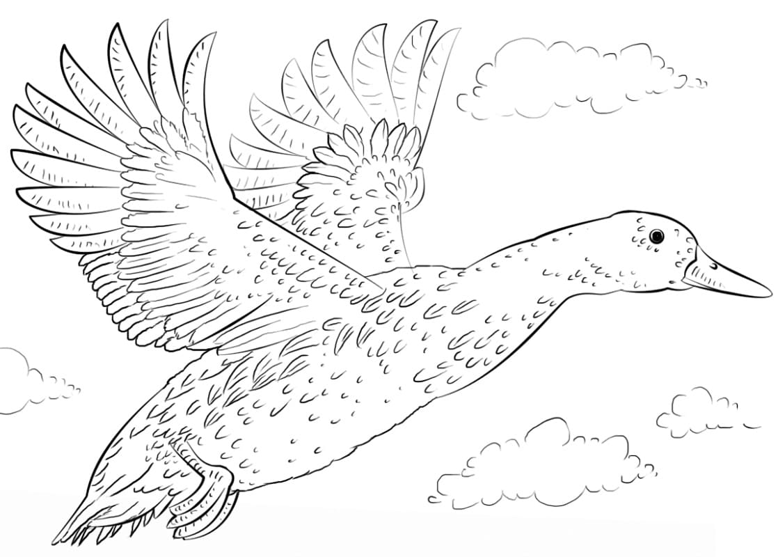 Coloriage canard volant 2