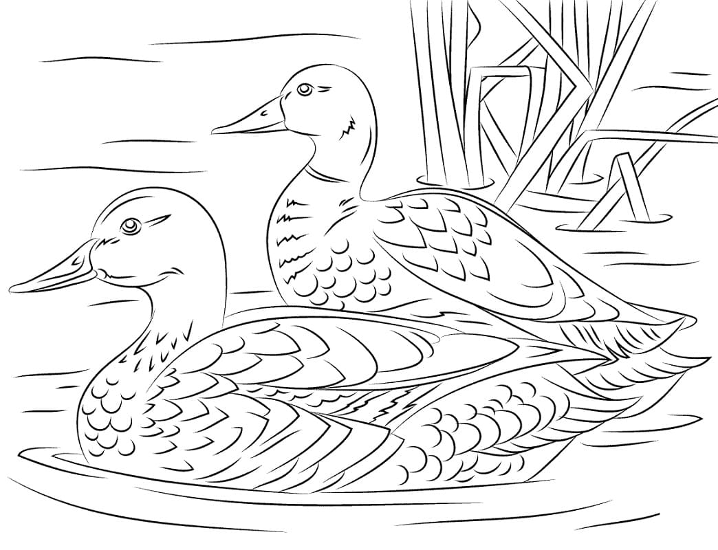 Coloriage canards nageant à imprimer