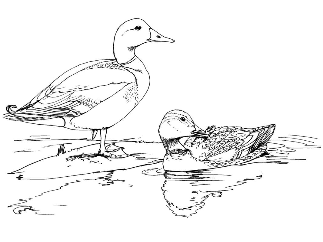 Coloriage canards sauvages