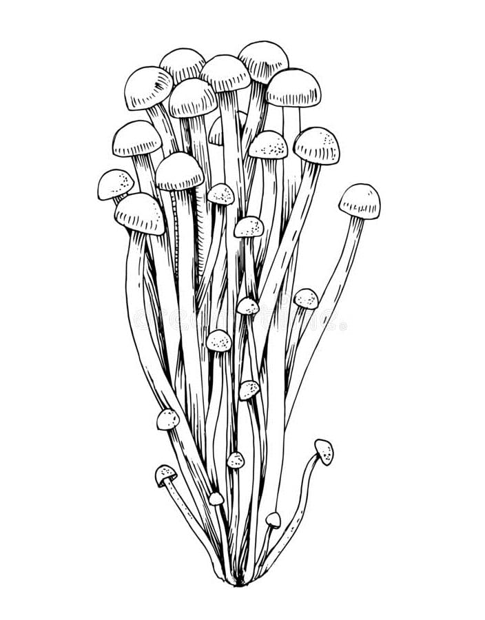 Coloriage champignon 10