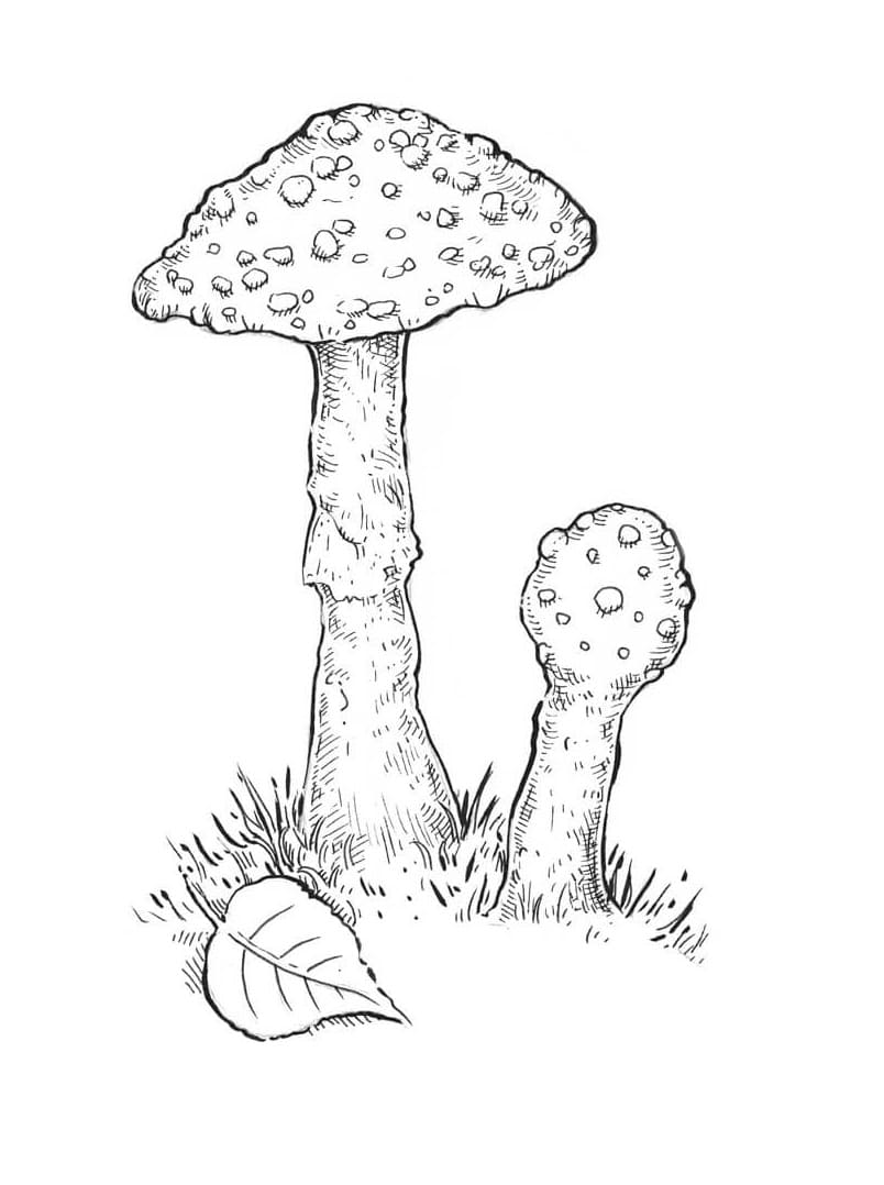 Coloriage champignon 14 à imprimer