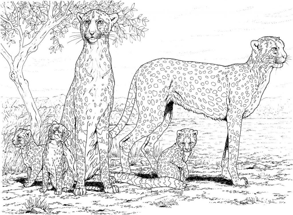 Coloriage famille guépard à imprimer