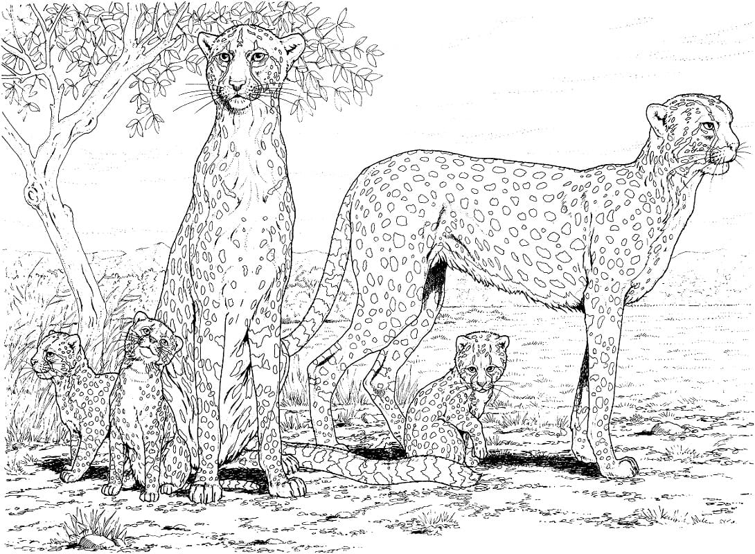 Coloriage famille guépard