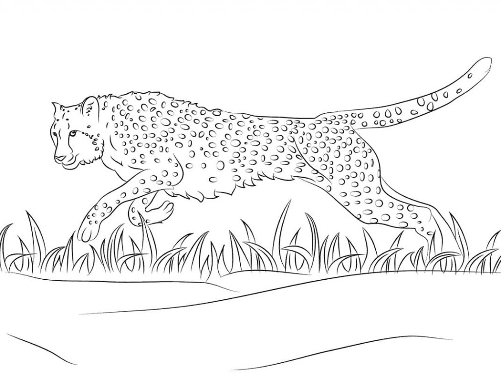 Coloriage guépard 1 à imprimer